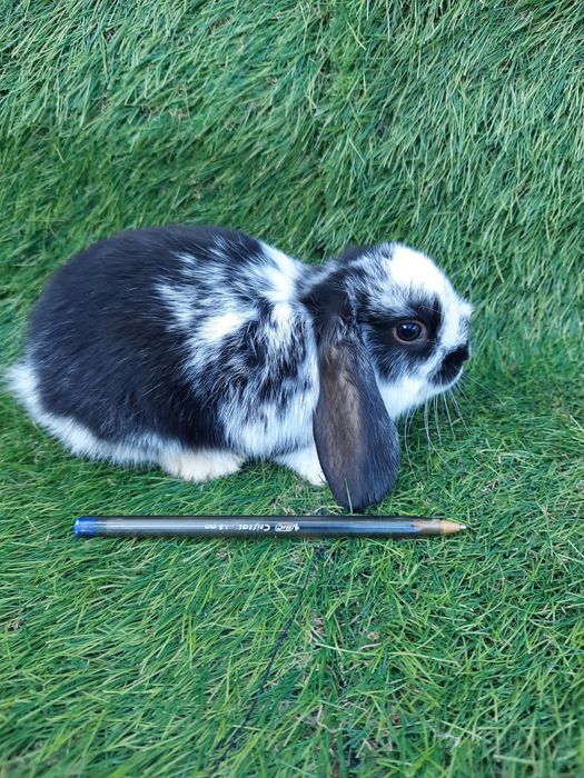 Kit coelhos anões mini lop belier/orelhudos, toy, angorás teddys
