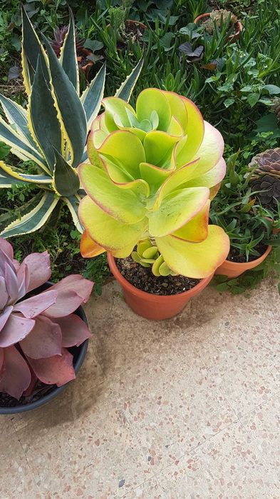 Plantas lindas com anos.oprtunidade