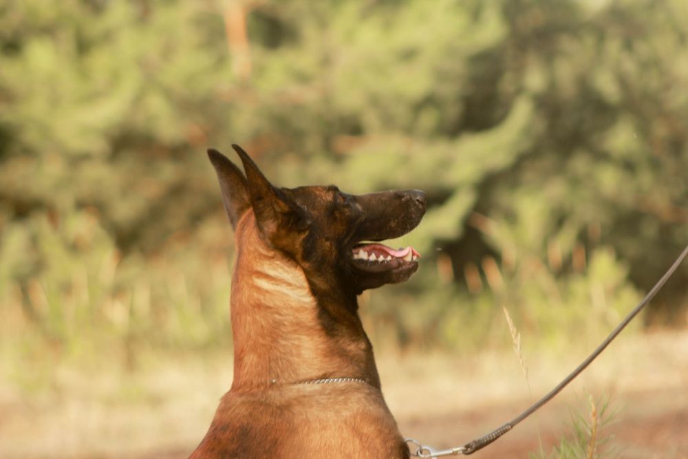 Бельгийская овчарка Малинуа вязка