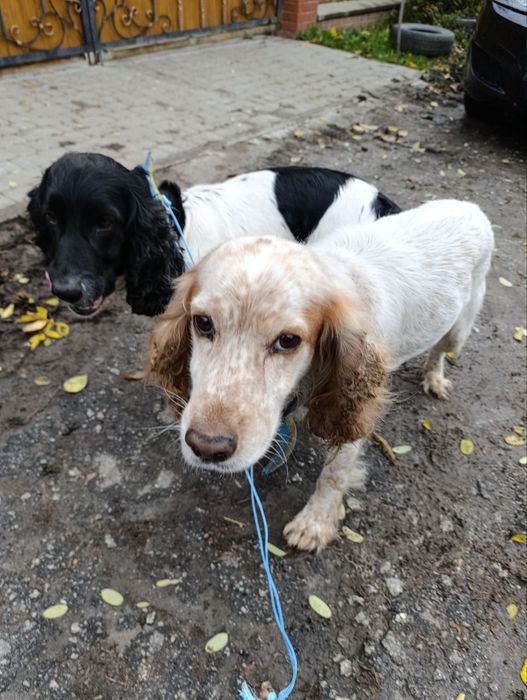 Цуценята мисливського спаніеля