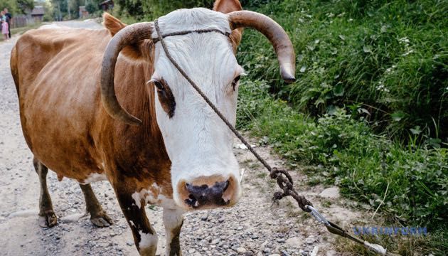 Продам молоду корову