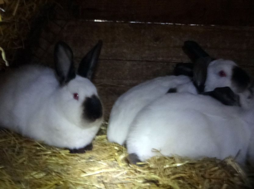 Молодняк каліфорнії