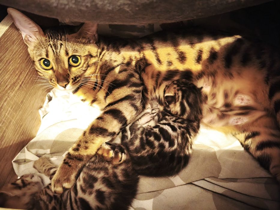 Кошенятка миленькі