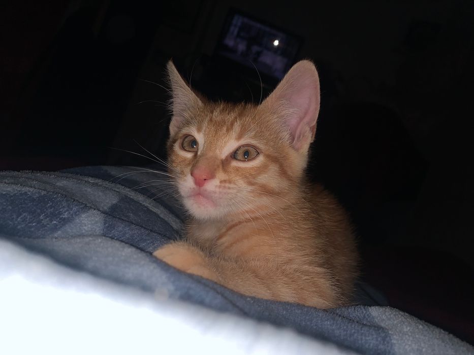 2 котика шукають родину