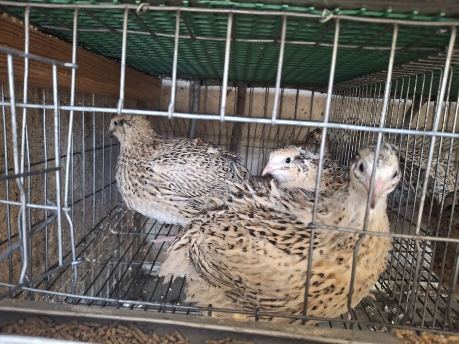 Ovos de codorniz Gigante