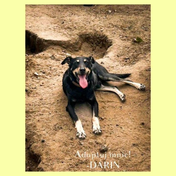 Darin - przyjaciel na dobre i na złe