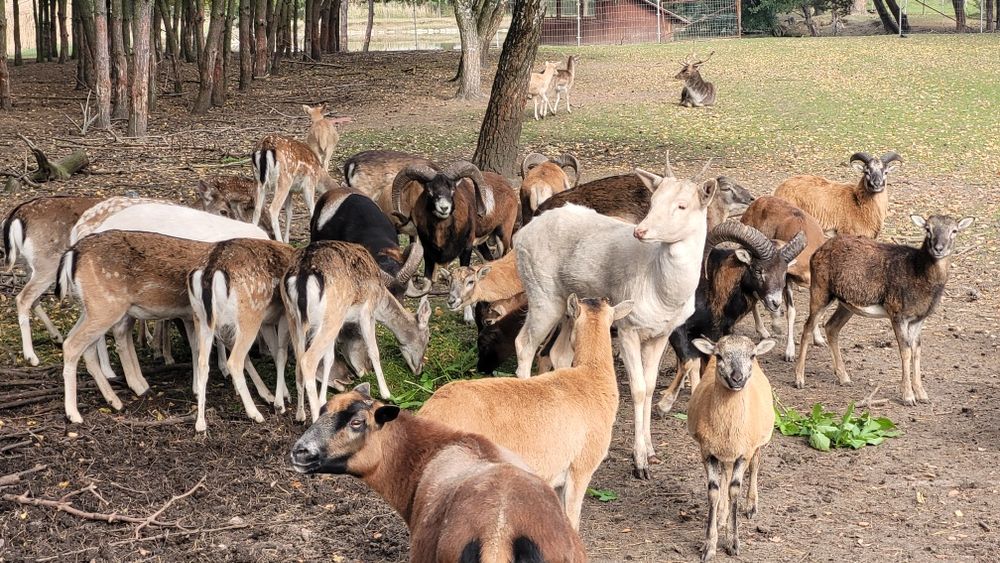 Sprzedam Daniele i muflony. Daniel muflon