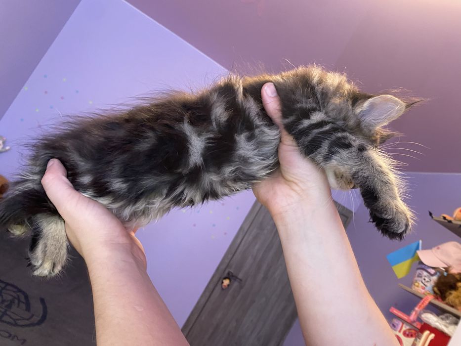 Котята мейн кун чистокровные
