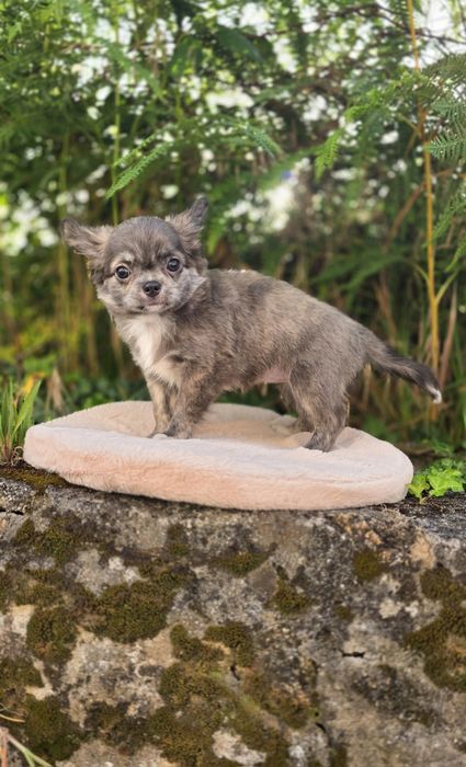 Linda!! Chihuahua Fêmea Pêlo Comprido
