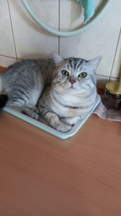 Шиншилка (шотландський прямовухий)