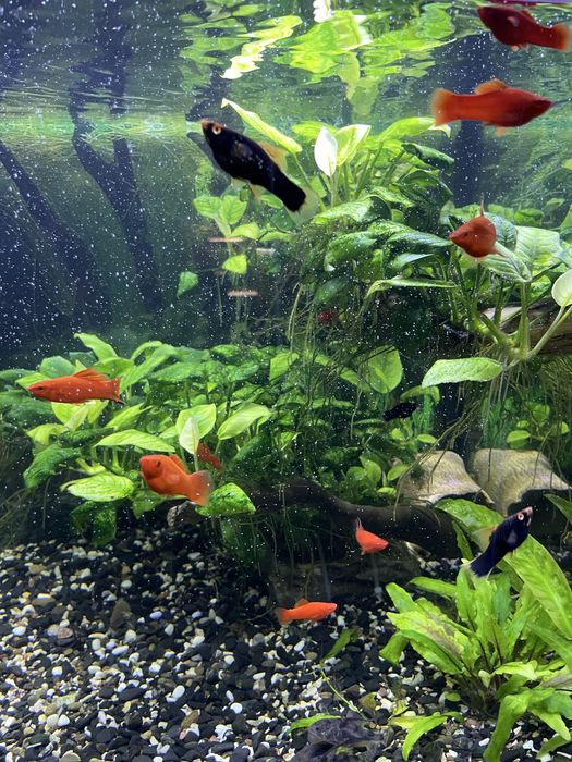 Мечоносець червоний та чорний