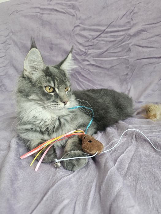 Loki - kocurek maine coon