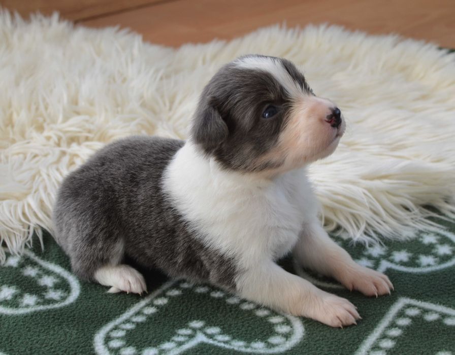 Suczka Border Collie ZKwP / FCI niebieska tricolor