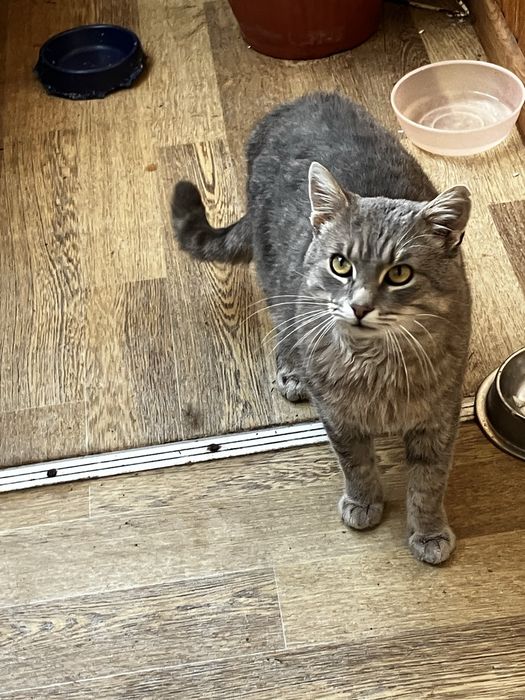 Попелястий Матвій