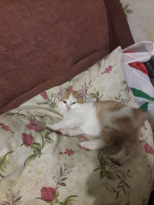 Віддам у добрі руки