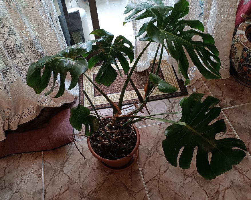 Costela de Adão (Monstera)