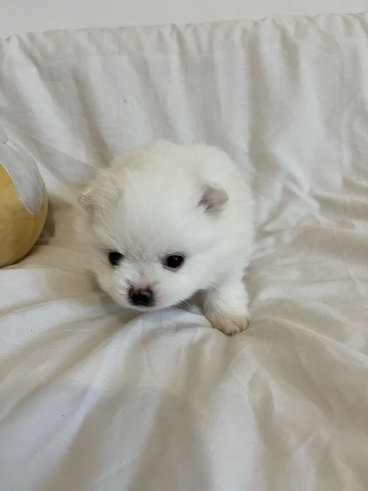 Pomeranian szczeniak