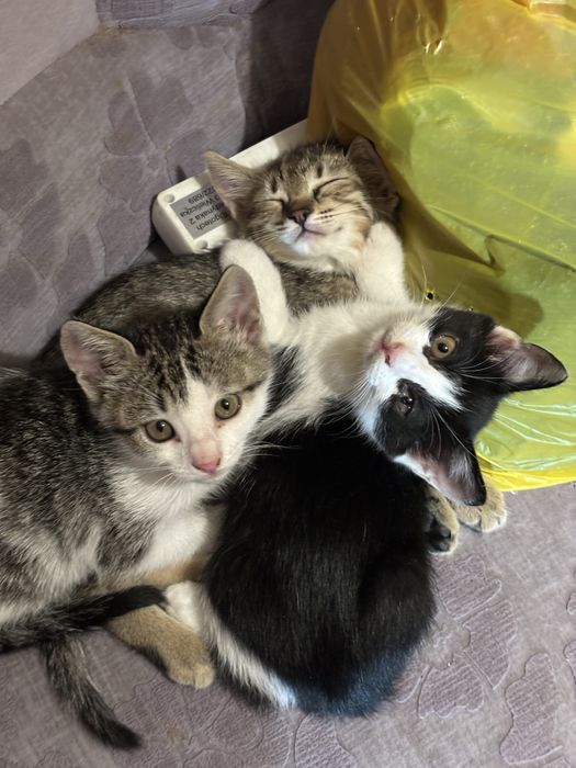 Котятки сладкие!