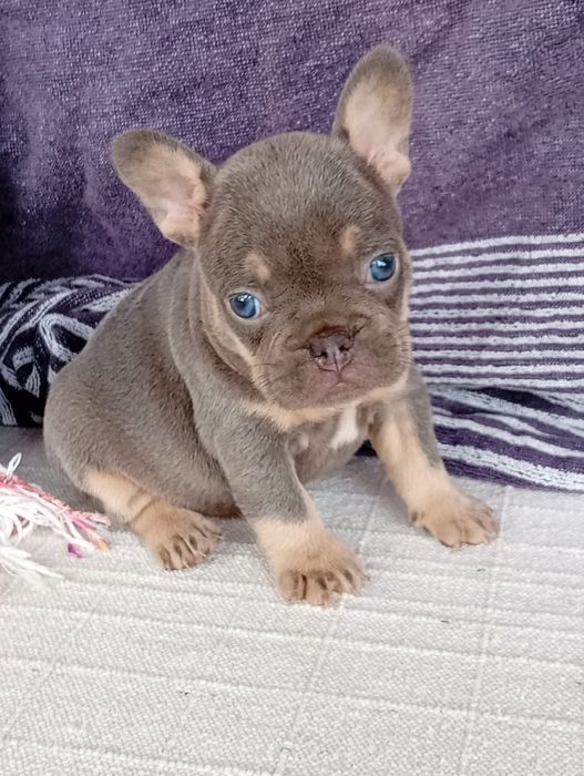Buldog francês lilac tan