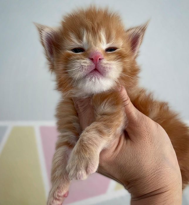 Котята породы Мейн-кун