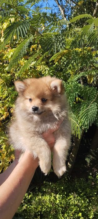 Szpic miniaturowy pomeranian