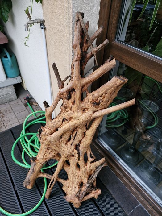 Korzeń do akwarium lub terrarium  z drewna bukowego