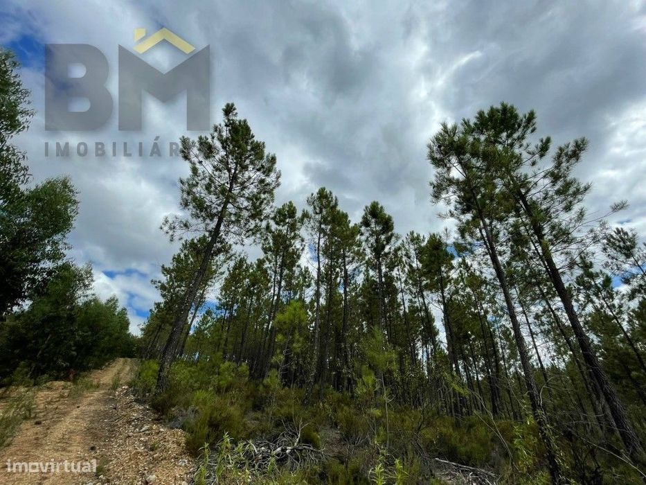 Pinhal à Venda em São Vicente da Beira!
