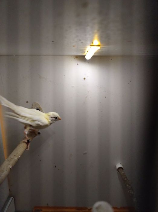 Kanarki śpiewające rosyjskie