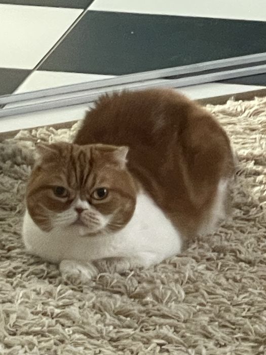 Отдам кошку в хорошие руки