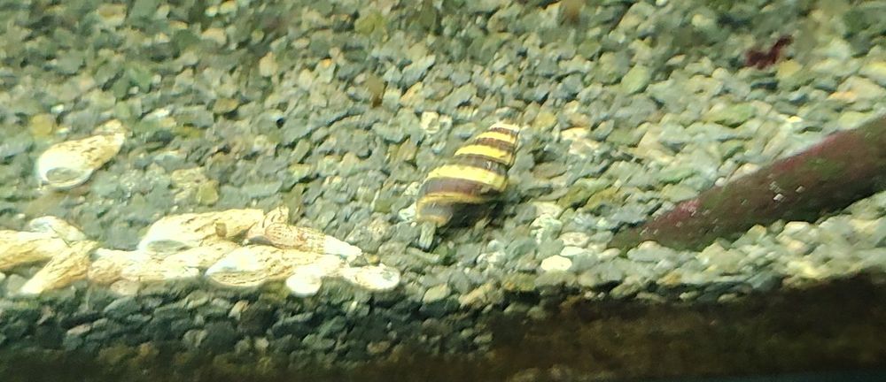 Sprzedam ślimaki Helenka