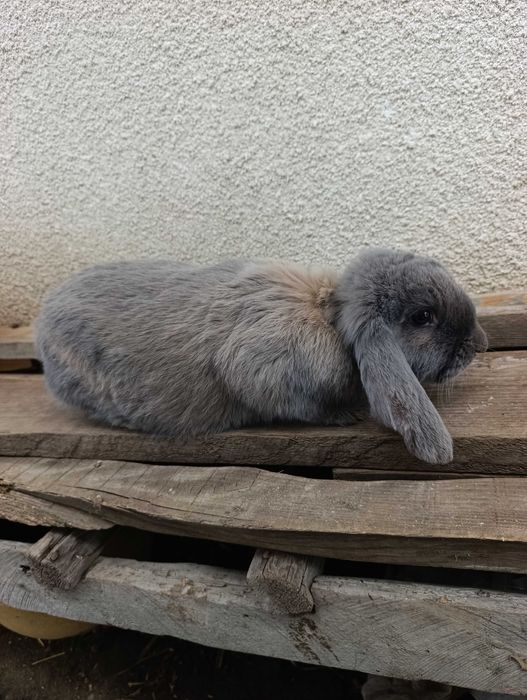 Кролики французький баран