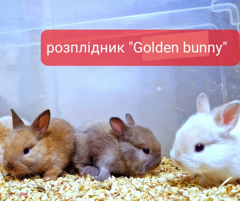 Міні кролики з документами та щепленнями!!!карликовые кролики