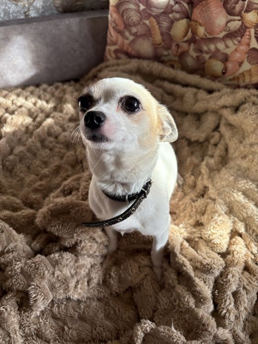 Цуцики чихуа хуа