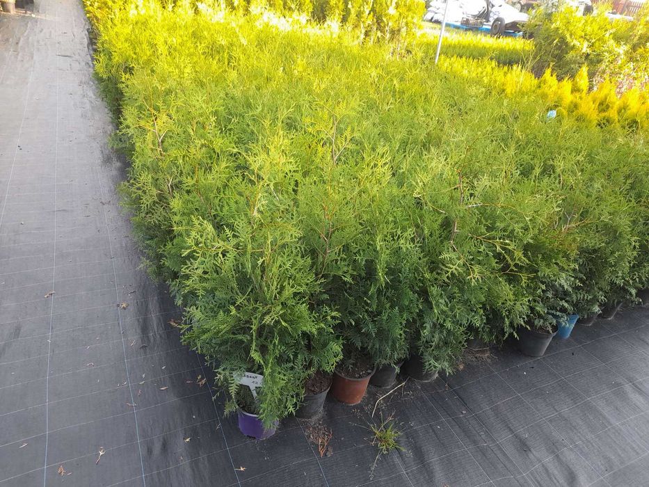PRODUCENT Tuja Brabant 120-130 cm w Donicy 5L 100% przyjec Zywoplot
