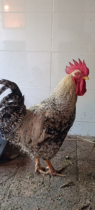 Ovos Galados Araucana (Ovos Azuis)× Pedrês