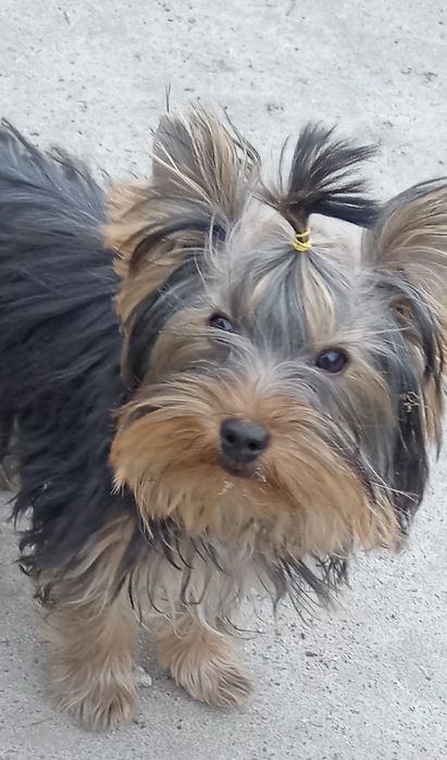 Гарненька чистопородна дівчинка, КСУ.