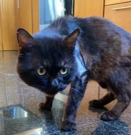 Gato para adoção