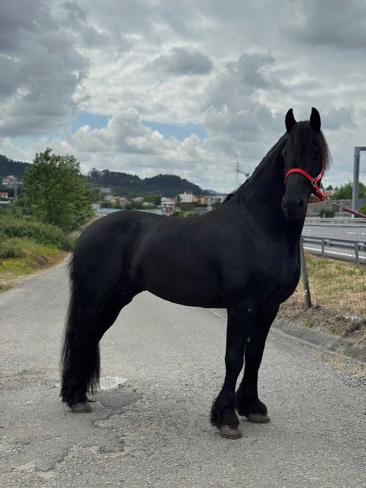 Potro Frísio / Friesien