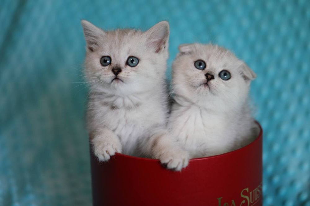 Чудовий хлопчик срібна шиншила