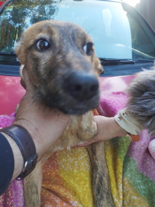 Kevin para adoção muito responsável