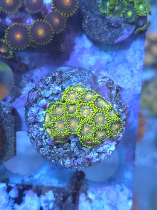 Corais agua salgada frags de zoas