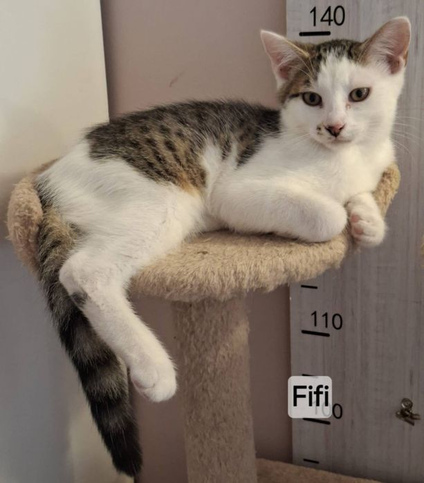 Kocurek 5 miesięczny do adopcji