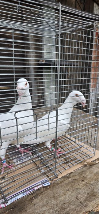 Gołębie rzeszowskie