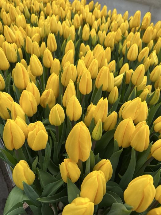 Продам тюльпан опт и розница.