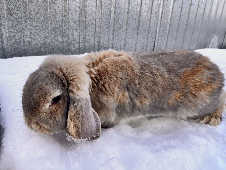 Samiec baran francuski króliki