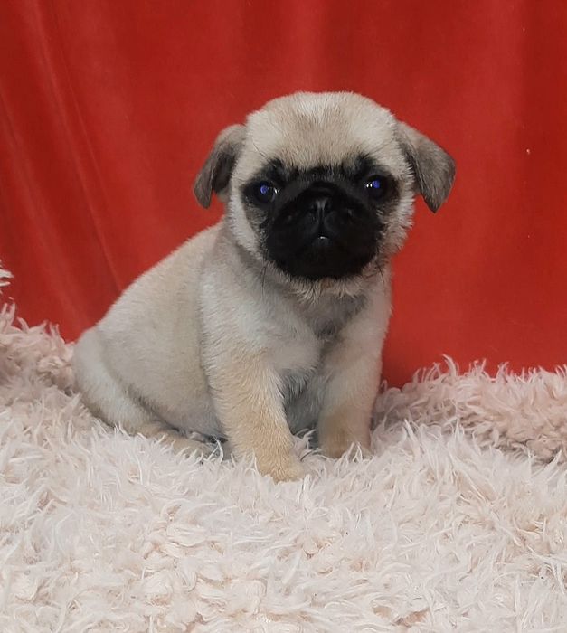 Обаяшки целовашки