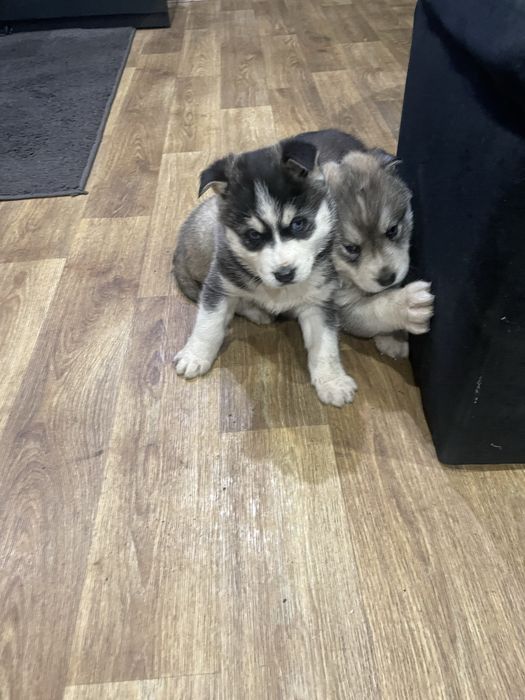 Щенки хаски ,девочка