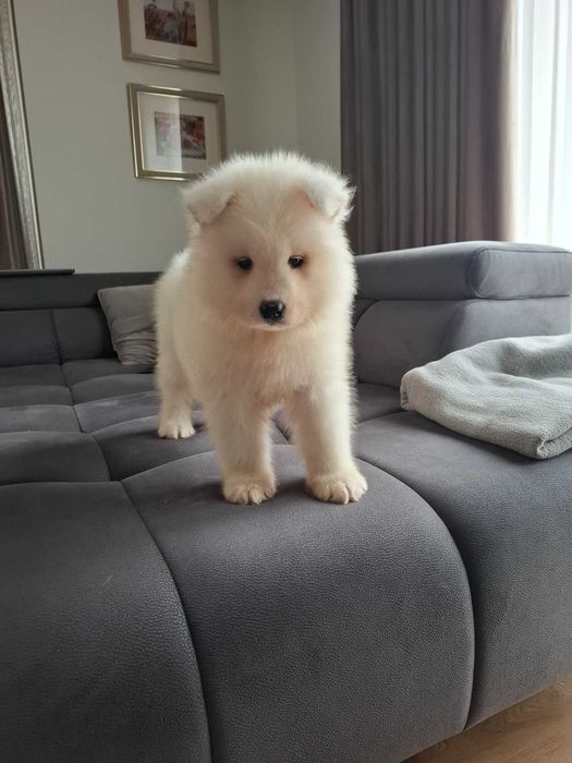 Piękny piesek rasy Samoyed