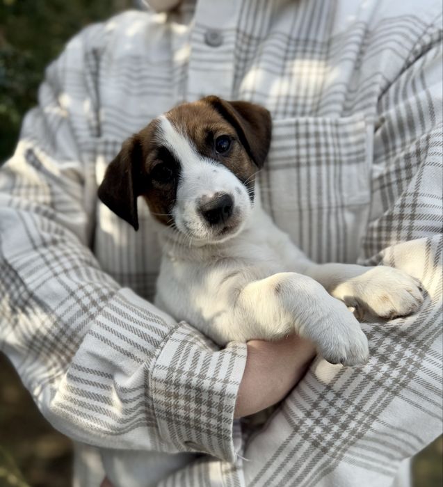 Хлопчик Джек Рассел КСУ /h551