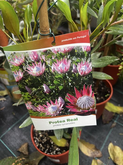 Proteas, banksias, Leucondendron leucospermum e Grevilleas